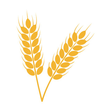 Two stalks of golden yellow wheat grain ears for organic farming and agriculture food design Vector