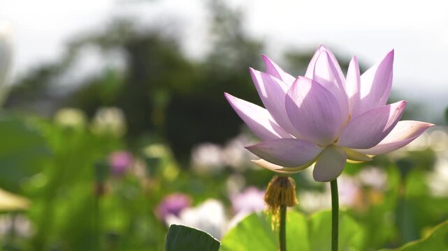 陽の光に花びらが美しく透けて咲く薄桃色の蓮の花
