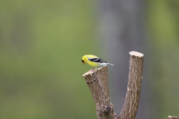 Fototapeta premium An American goldfinch inspecting its surroundings 