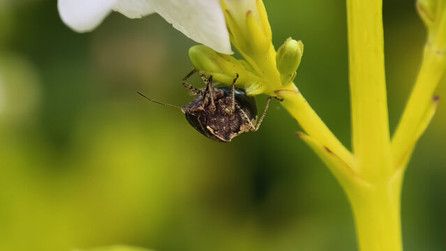 Small Brown Stink Bug Crawling Underneath a White Flower Bud on a Vibrant Green Stem in a Summer Garden
