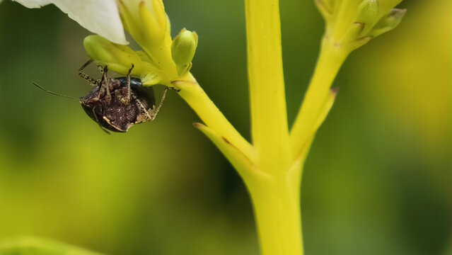 Macro shot of a brown stink bug resting on a bright yellow flower stem in a sunlit garden