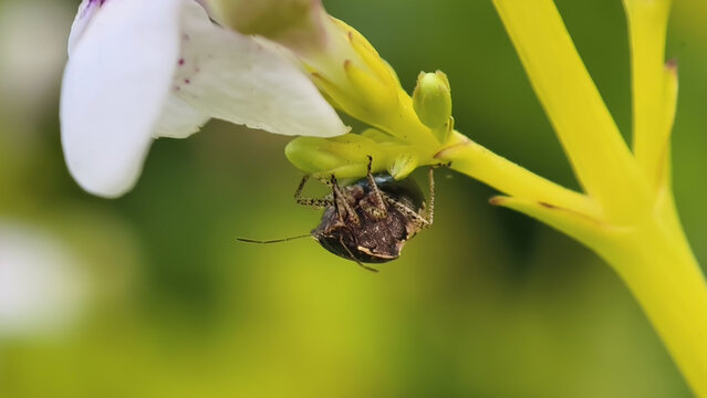 Macro detail of a small brown insect perched on a yellow plant stem near a blossom