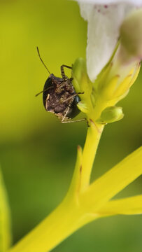 Close-up of a Stink Bug on a Green Stem with a Blurred Yellow and Green Background