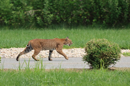 A bobcat walking on a residential pathway in a suburb of New York