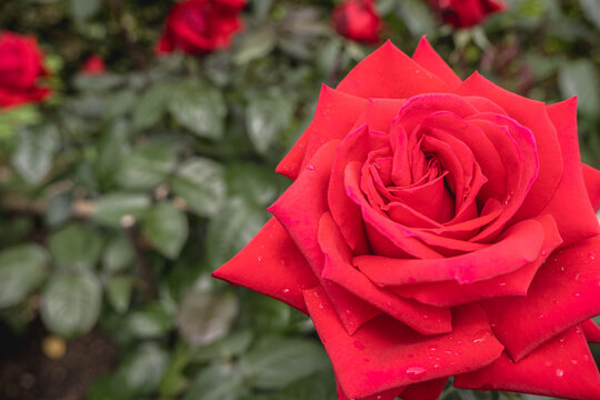 水滴が滴る情熱的で美しい赤バラの花