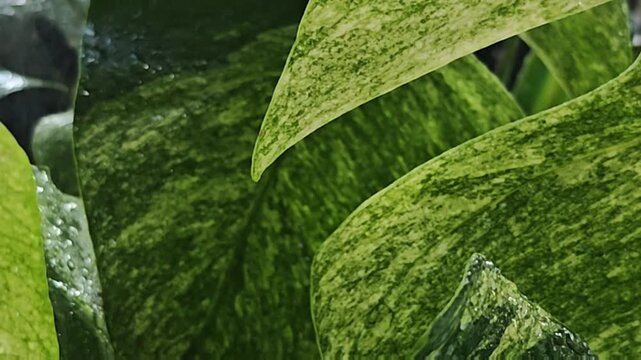 Slow motion close up of a pure water drop falling from the tip of a rare variegated leaf in a fresh tropical botanical garden.