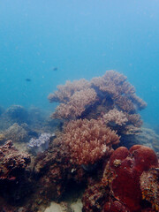Coral reef in the Tioman Island © taffpixture