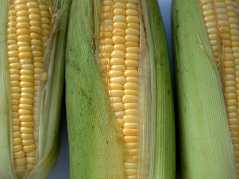 Sweet corn (Zea mays Saccharata Group) is one of the cultivated groups.