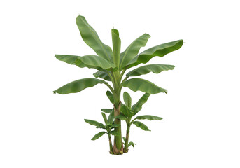 Fototapeta premium Small green banana plant with large leaves