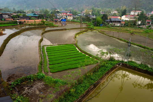 Aerial View of Green Rice Fields reflecting the overcast sky, showcasing agricultural beauty in a tranquil rural landscape  - horizontal