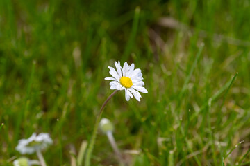 White daisy with a bright yellow center stands in green grass © jr-art
