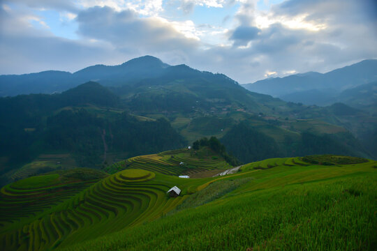 Misty Mountain Rice Terraces: Verdant rice terraces cascade down rolling hillsides, shrouded in a gentle mist beneath a dramatic sky. Tiny dwellings dot the landscape.