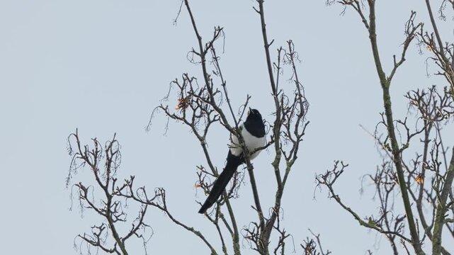 Single Magpie bird, sitting alone on a branch high up in a tree. Black and white bird
