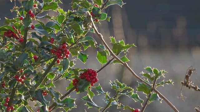 Bright red holly berries on a holly bush. Back lit by the winter sunlight shining through the lush green leaves. Christmas scene