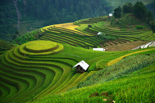 Emerald Terraces of the Highlands: Stunning terraced rice paddies, showcasing a vibrant tapestry of green and gold, ascend the rolling hills under a soft sky, punctuated by small.