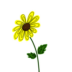 Fototapeta premium yellow sunflower isolated on white