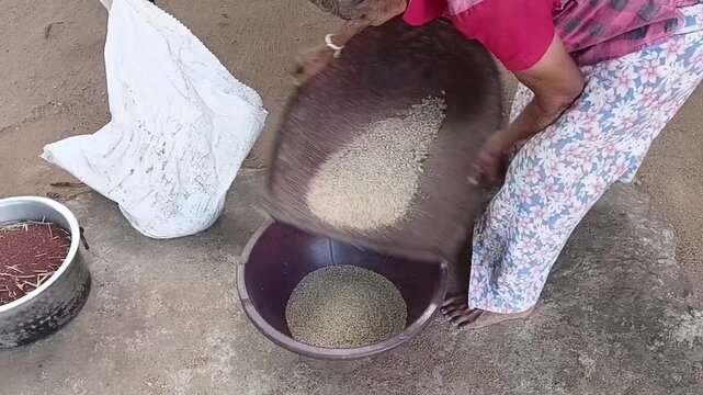 Elderly Sri Lankan Woman Winnowing Sesame Seeds to Separate Worm Clusters with Bamboo Kulla