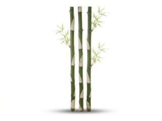 Fototapeta premium Three Bamboo Stalks on White Background