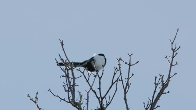 Single Magpie bird, sitting alone on a branch high up in a tree. Black and white bird