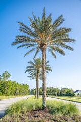 Fototapeta premium landscaping