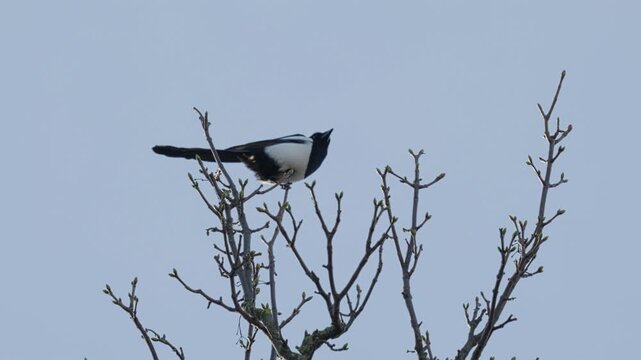 Single Magpie bird, sitting alone on a branch high up in a tree. Black and white bird