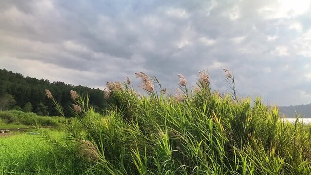 Green reeds blowing in the wind by a lake under a dramatic cloudy sky