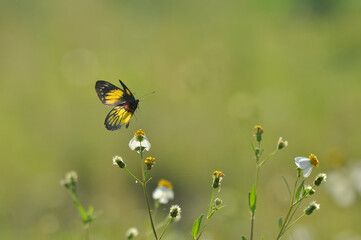 Black and Yellow Butterfly Feeding on Wildflower with Soft Green Bokeh Background © Joko