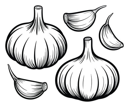 Ilustraci&oacute;n dibujada a mano en blanco y negro de bulbos y dientes de ajo