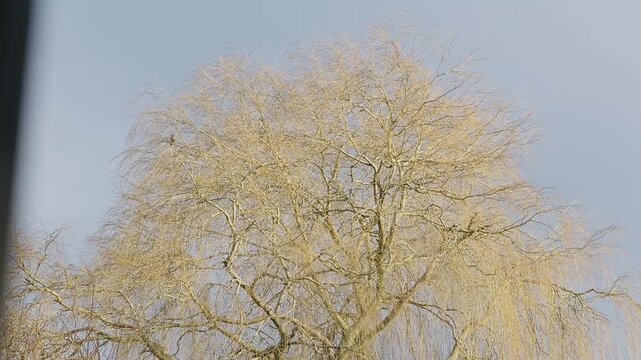 Beautiful weeping willow tree. Bathed in warm golden mid day sunlight. Grey sky and rainbow. Summer weather concept