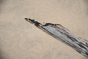Driftwood on beach sand with natural minimal texture background © Lam Uy Huynh
