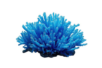 Obraz premium Bright blue coral featuring intricate branching polyps, a sea organism living in a reef habitat, with transparent background