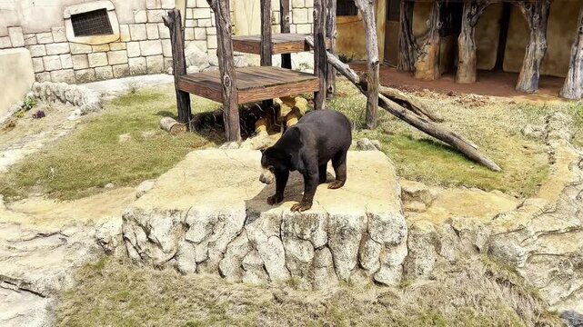 The honey bear or sun bear (Helarctos malayanus) belongs to the family Ursidae and is the smallest of the eight bear species in the world. Beruang madu. Indonesia. Provinsi Bengkulu. Balikpapan.