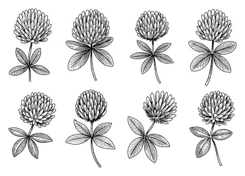 Conjunto de flores de tr&eacute;bol dibujadas a mano en blanco y negro