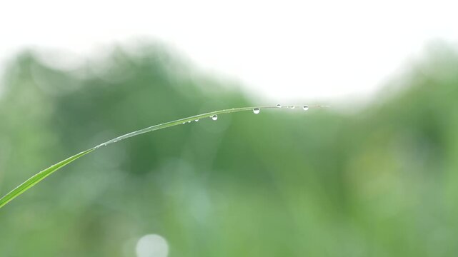 朝露にぬれた草の葉ときらめく水滴、初夏の朝の清々しさを感じる自然の景色