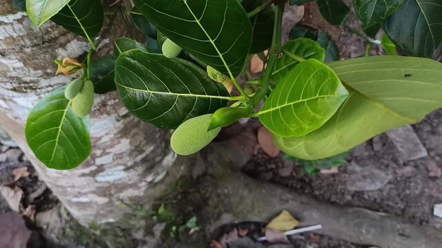 Young Jackfruit Growing on Tree