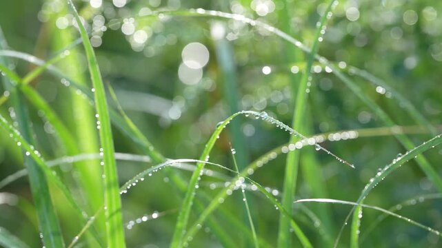 爽やかな初夏の朝に輝く朝露の水滴、みずみずしい緑の草を捉えたクローズアップ