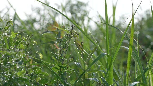 初夏の朝日に照らされて輝く朝露の雫、美しい緑の草原を彩る爽やかな自然風景