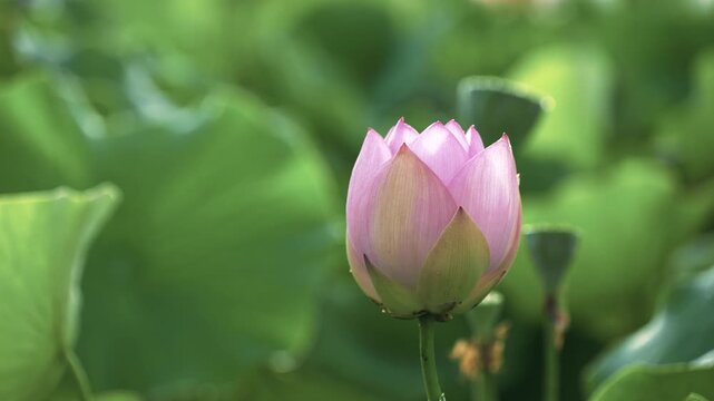 暗い緑の背景に浮かぶ美しいピンクの蓮の花
