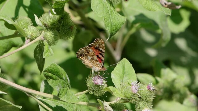 A Painted Lady Butterfly, Vanessa cardui, feeding on a burdock flower. Summer. UK