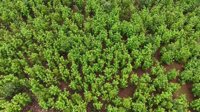 Drone tracking left over a lush teak plantation with varied terrain and exposed rocks. Ideal for forestry, sustainability, land management and environmental projects.