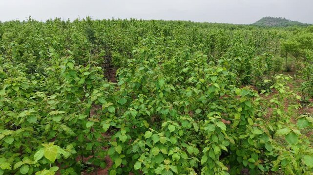 Drone circles above a dense teak plantation with vibrant green trees. Suitable for forestry, ESG, carbon offset, sustainability and conservation projects.