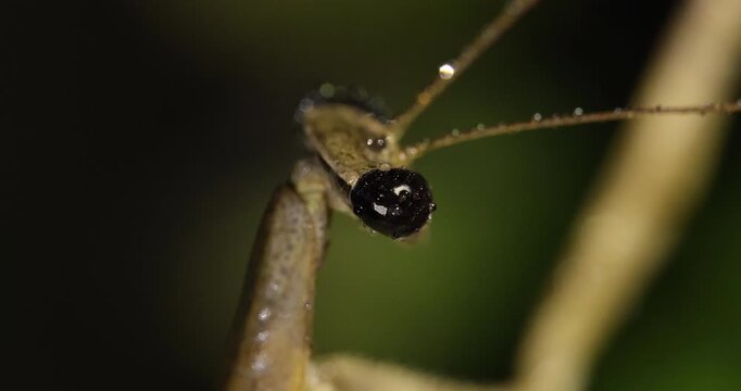 Night Praying Mantis turning head with dark pseudopupils; slow motion macro camera lock, monsoon night