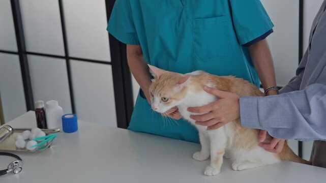 Veterinarian consulting medicine
 that using with cat