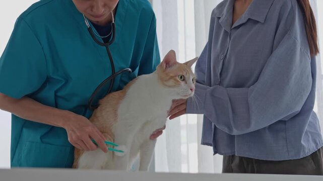 Veterinarian using cotton ball treat cat wound