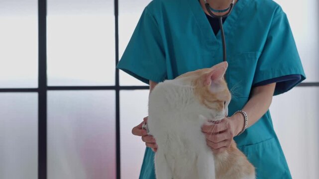 Veterinarian using stethoscope examining the cat
