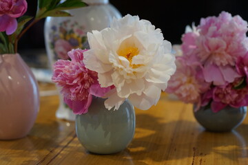 Peonies in vase © Rosella