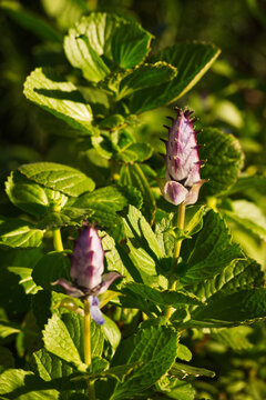 sunlit lobster bush, fly bush or mosquito bush (Coleus neochilus or Plectranthus neochilus)