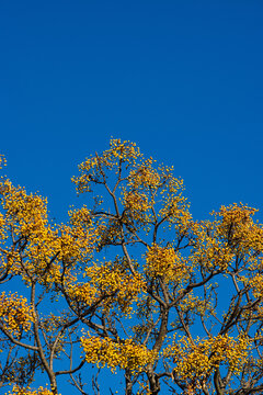 chinaberry tree, pride of India, bead-tree, Cape lilac, syringa berrytree, Persian lilac, Indian lilac, or white cedar (Melia azedarach)