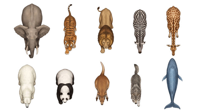 A collection of various animals viewed from above, showcasing their unique shapes and patterns