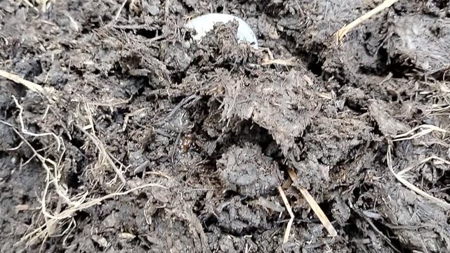 Close-up of white beetle grubs (scarab larvae) in organic compost soil. Detailed macro view of insect larvae living in decomposing organic matter, ideal for agriculture, entomology, pest control, soil